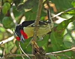 Image of Black-spotted Barbet