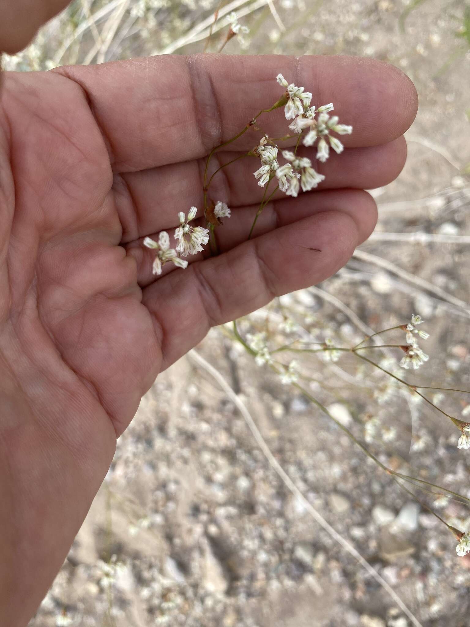 صورة Eriogonum tenellum Torrey