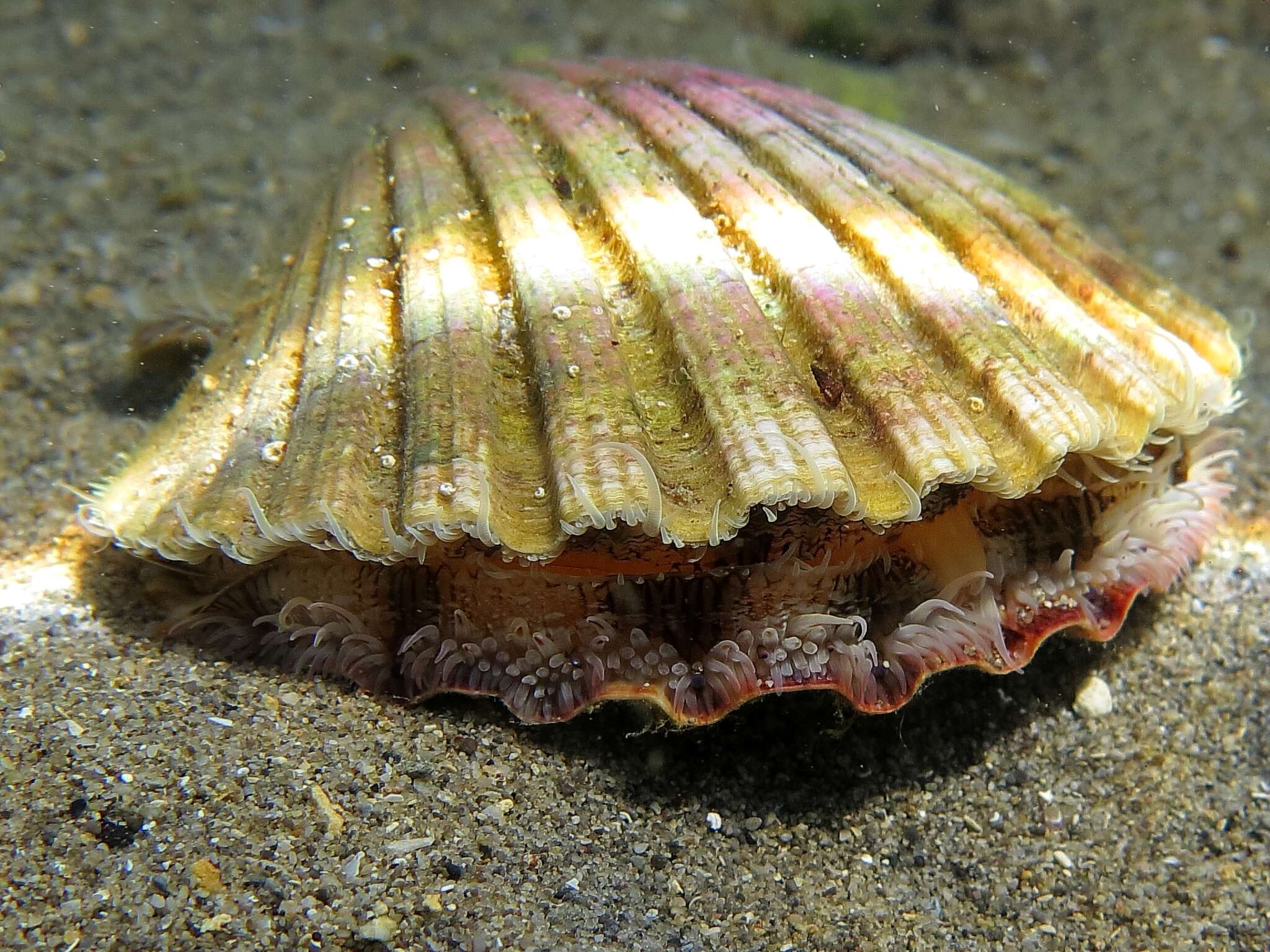 Image of St.James's scallop