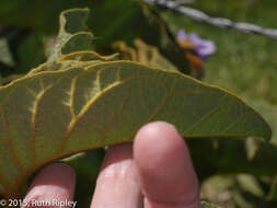 Image of Solanum glutinosum Dun.