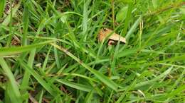 Image of Arcuate-spotted Pygmy Frog