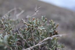 Image de Collinosalsola arbusculiformis (Drobnick)