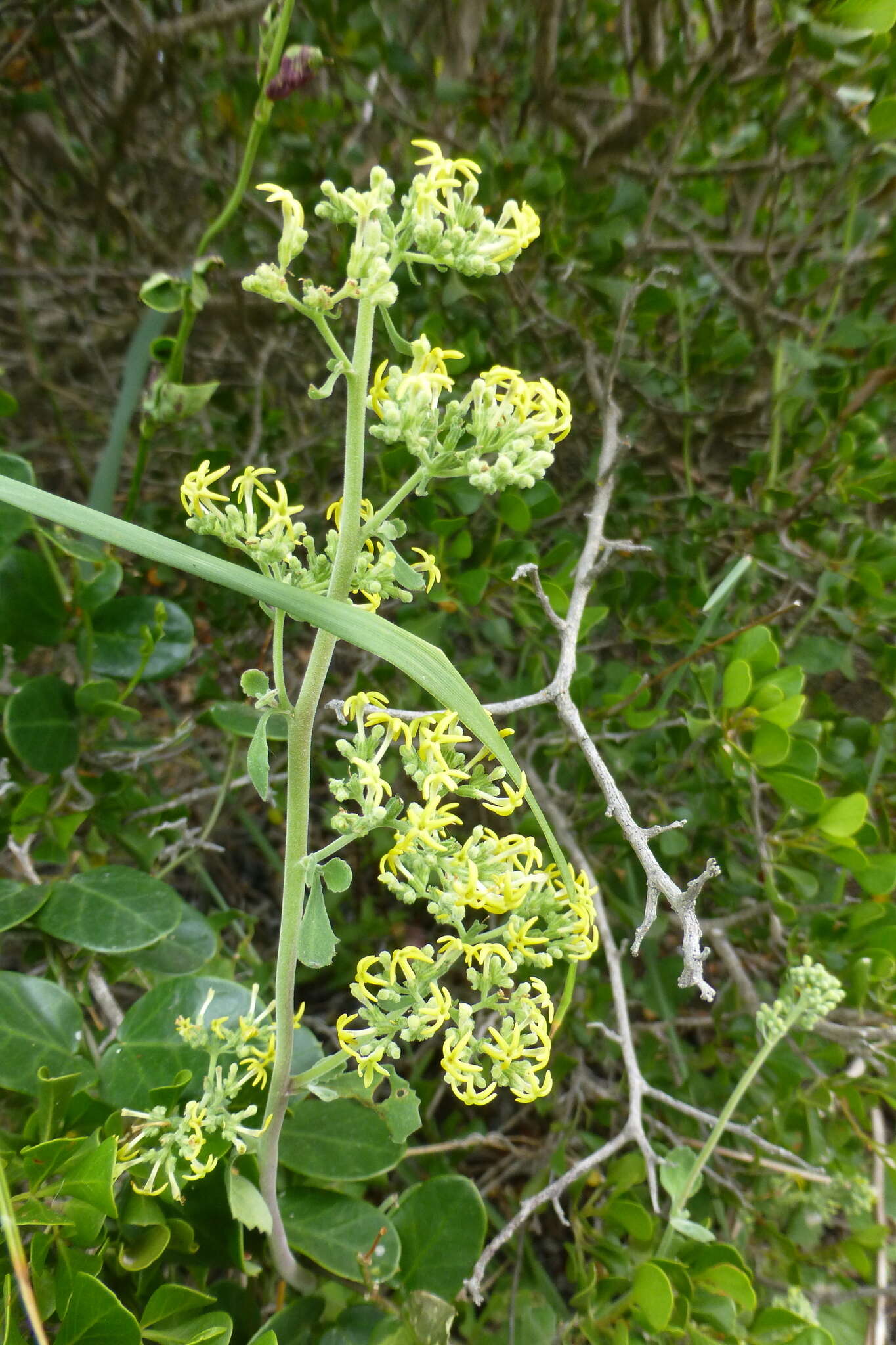 Image of <i>Manulea thyrsiflora</i>