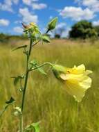 Hibiscus vitifolius L.的圖片