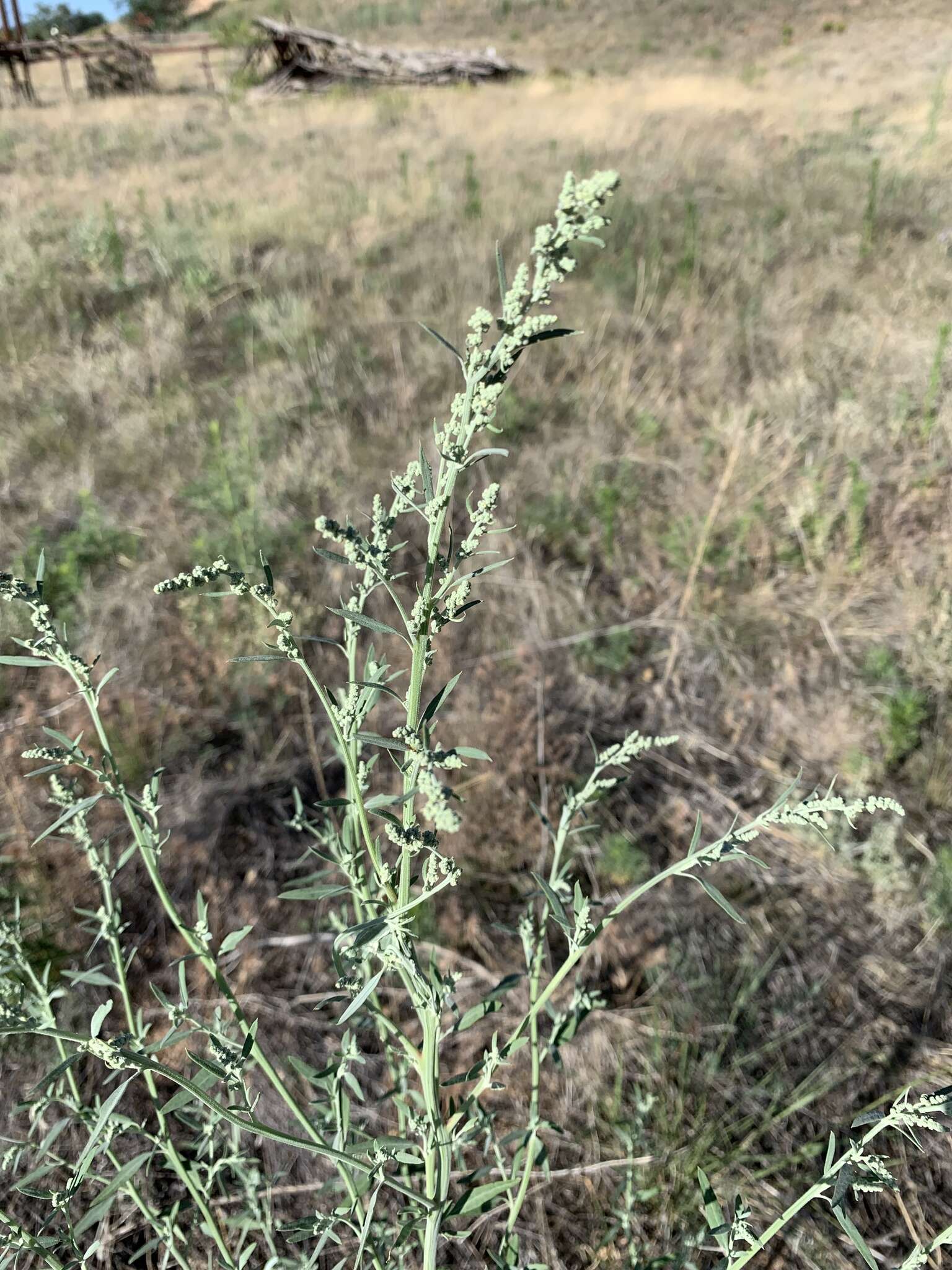 Sivun Chenopodium leptophyllum (Moq.) Nutt. ex S. Wats. kuva