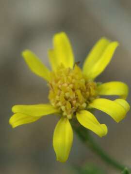 Image of roundleaf snakeweed