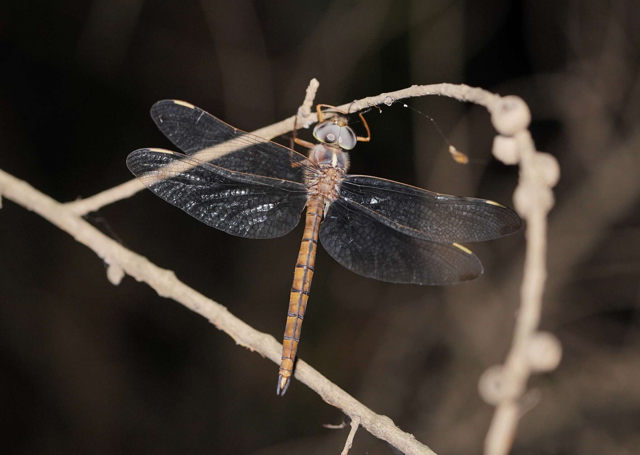 Imagem de Apocordulia macrops Watson 1980