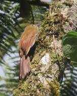 Image of Tyrannine Woodcreeper