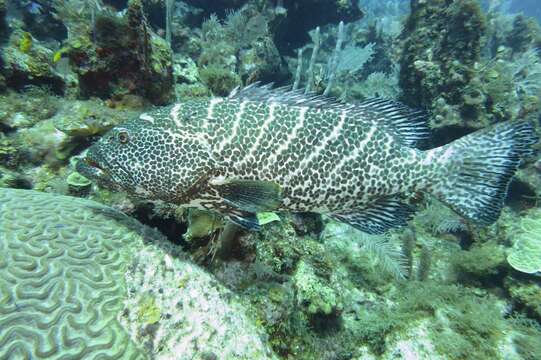 Image of Tiger Grouper