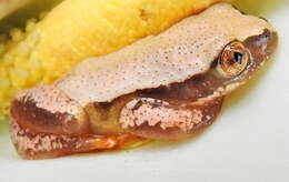 Image of Knysna Banana Frog