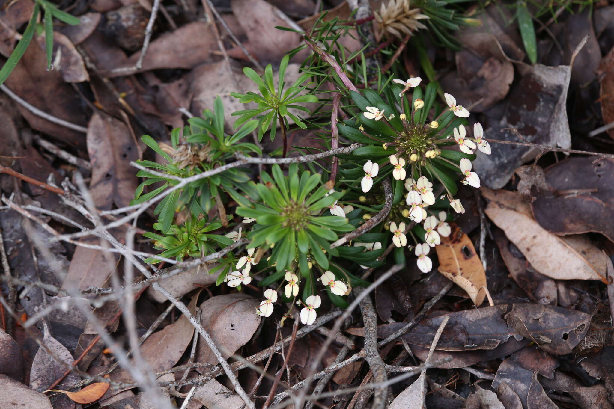 Image of Stylidium rhynchocarpum Sond.