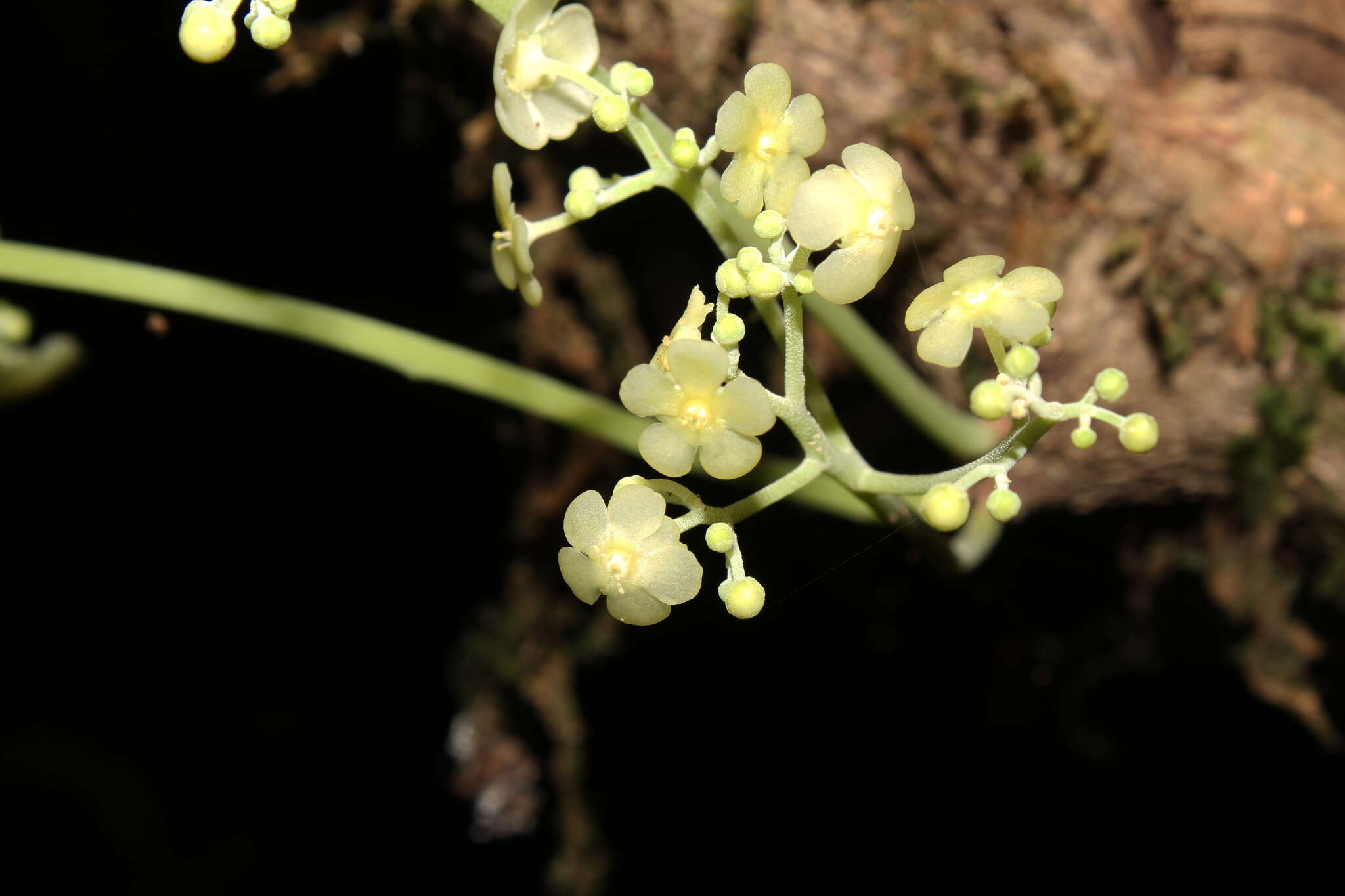 Image of Tontelea cylindrocarpa (A. C. Sm.) A. C. Sm.