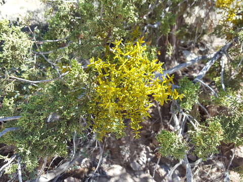 Image de Phoradendron capitellatum Torrey ex Trel.