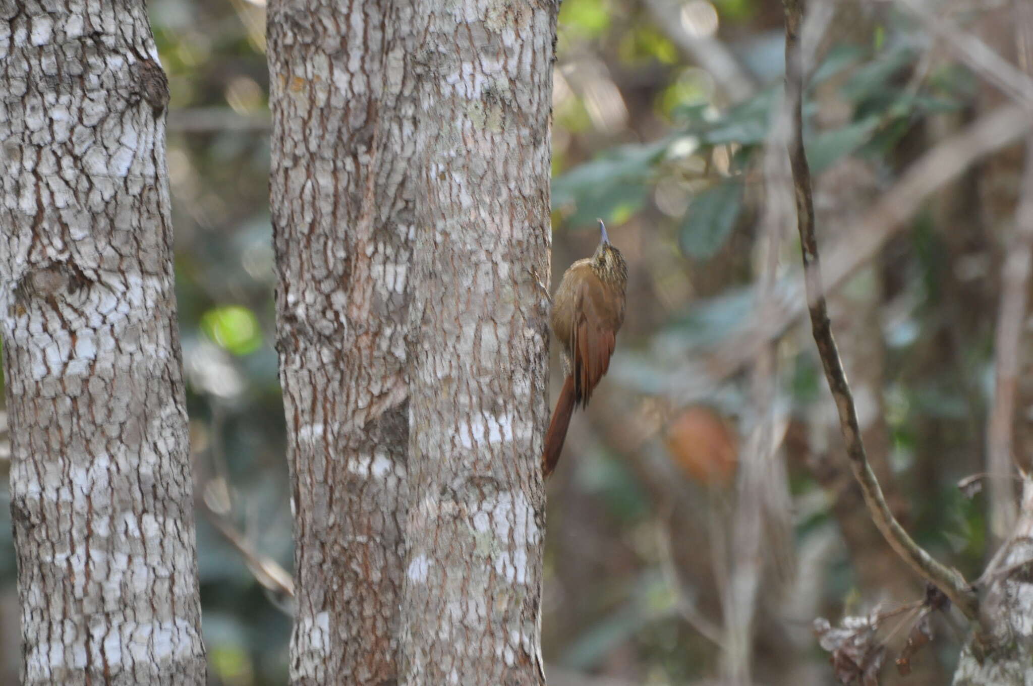 Image of Planalto Woodcreeper