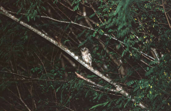 Image of Balsas Screech Owl