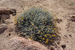 Слика од Helichrysum italicum subsp. microphyllum (Willd.) Nym.