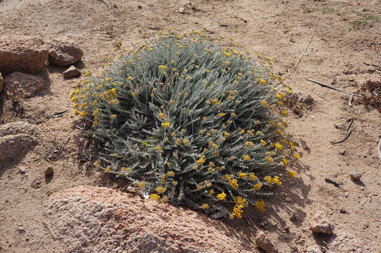 Image of Helichrysum italicum subsp. microphyllum (Willd.) Nym.