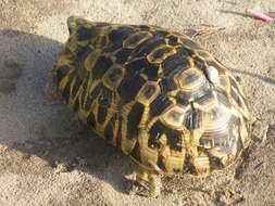 Image of Southeastern hinge-back tortoise