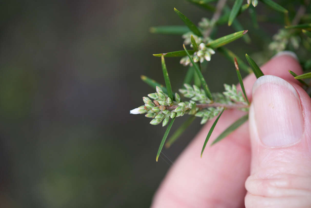 Plancia ëd Leucopogon obovatus subsp. revolutus (R. Br.) Hislop