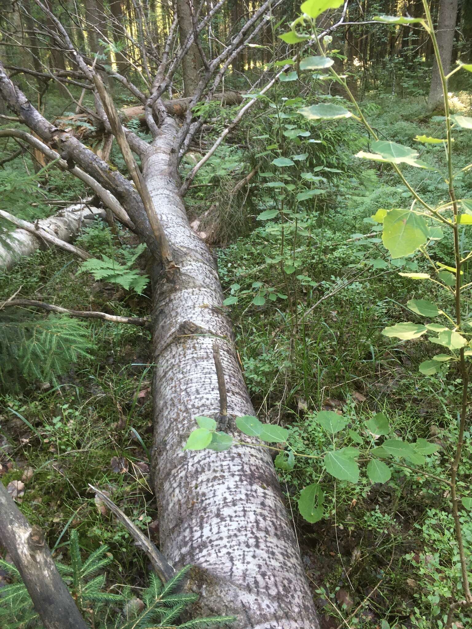 Image of Xyleborus cryptographus Wood & Bright 1992