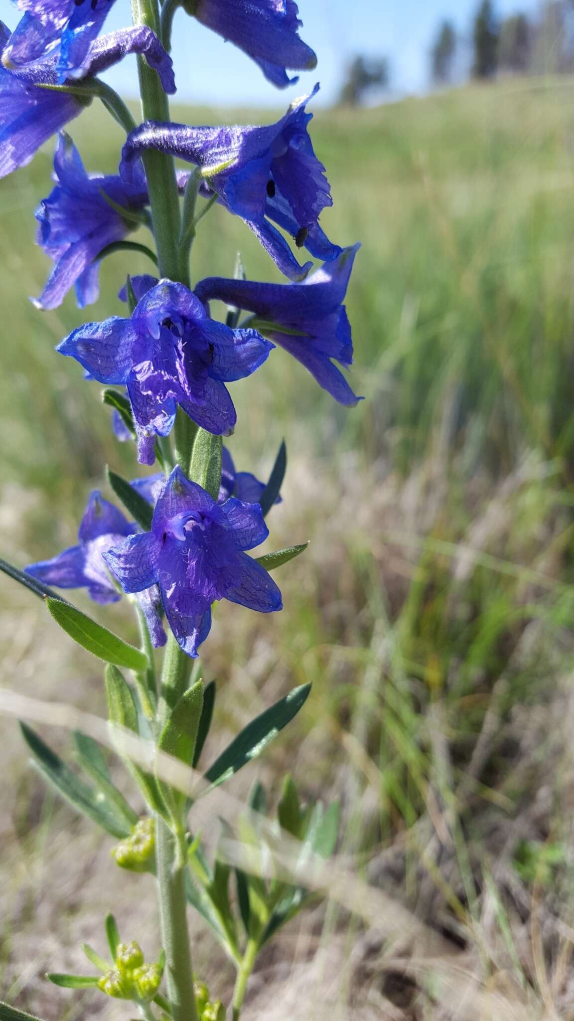 Plancia ëd Delphinium geraniifolium Rydb.