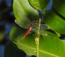 Plancia ëd Lyriothemis acigastra (Selys 1878)