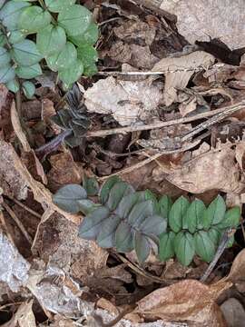 Image of Greek valerian