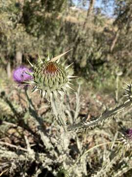 Image of Moor's Cotton Thistle