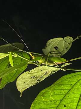 Image of Copiphora hastata Naskrecki 2000