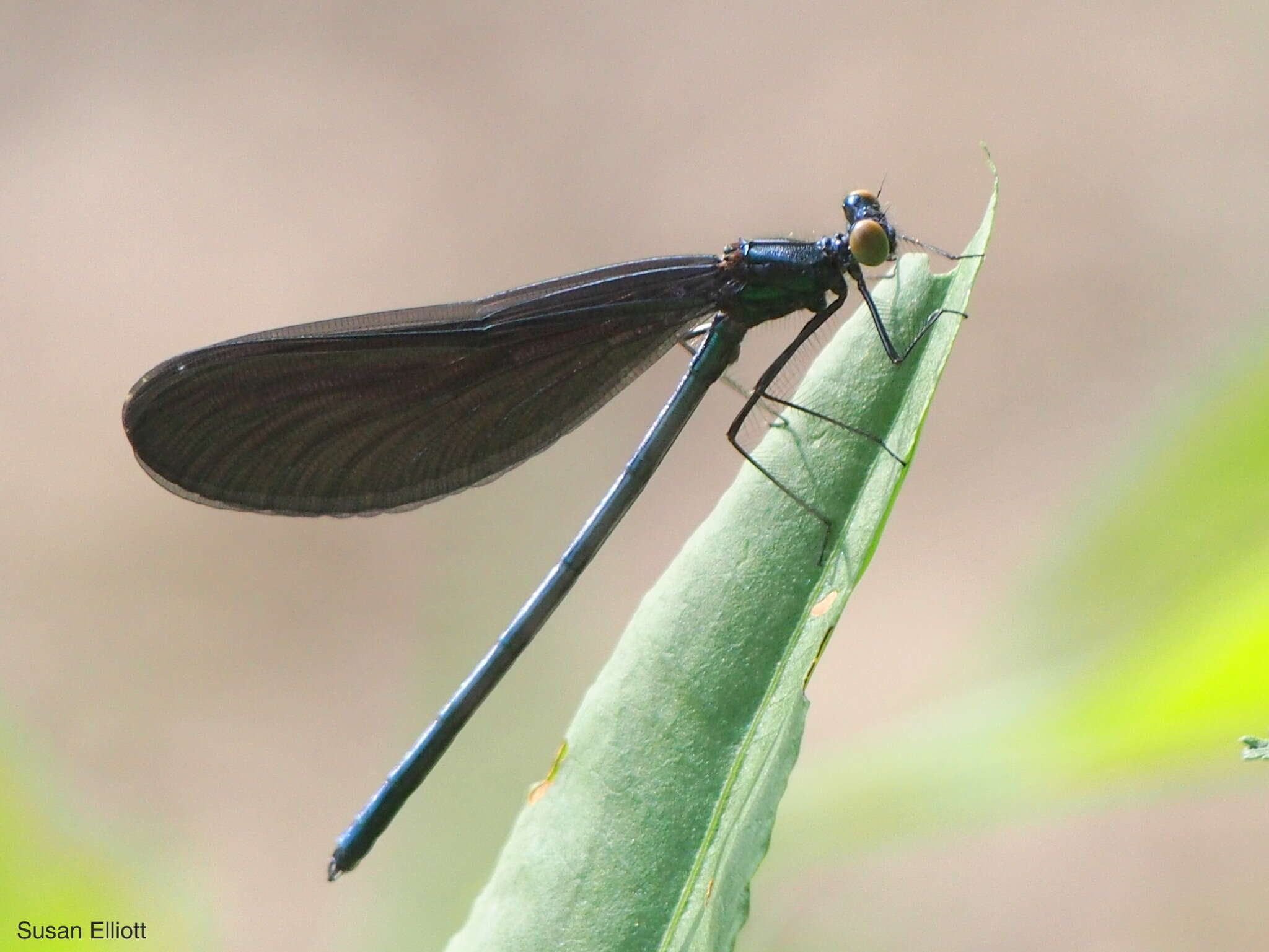 Image of Ebony Jewelwing