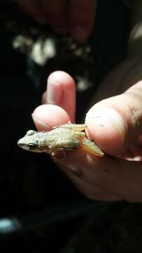 Image of Cajun Chorus Frog