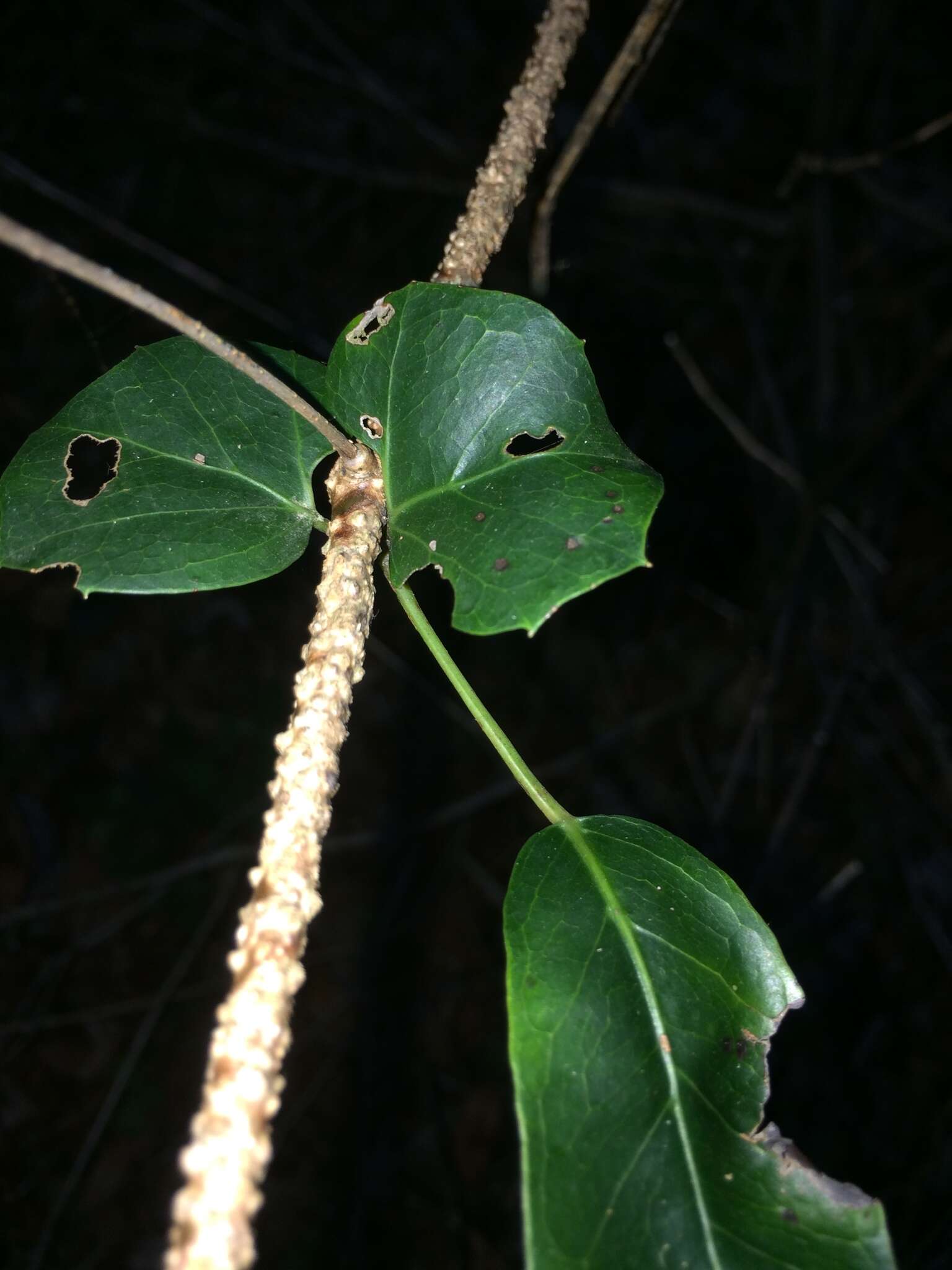 Plancia ëd Rhoicissus sessilifolia E. Retief