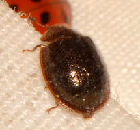 Image of <i>Thymalus marginicollis</i>