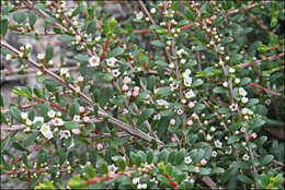 Thryptomene micrantha Hook. fil. resmi