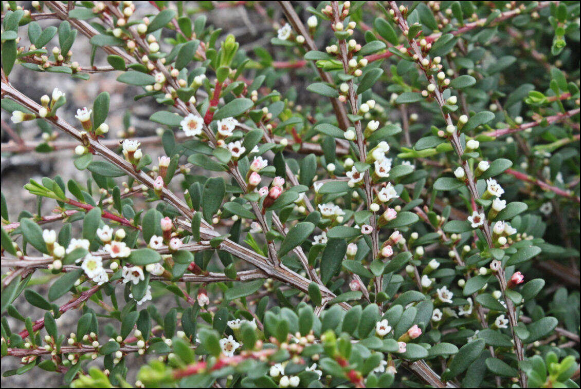 Thryptomene micrantha Hook. fil.的圖片