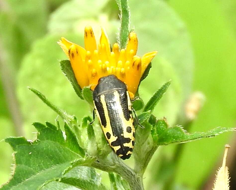 Image of Acmaeodera scalaris Mannerheim 1837