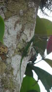 Image of Boulenger's Green Anole