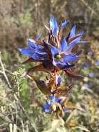 Image de Gentiana spathacea Kunth