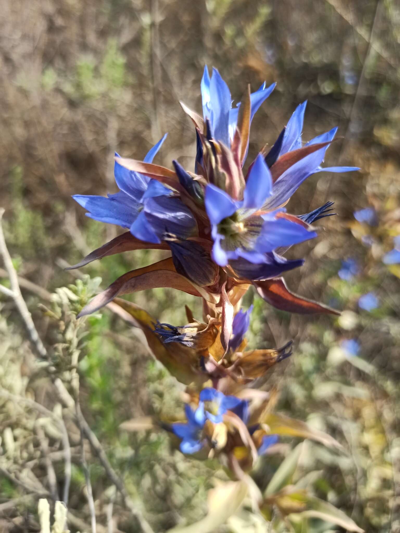 Image de Gentiana spathacea Kunth