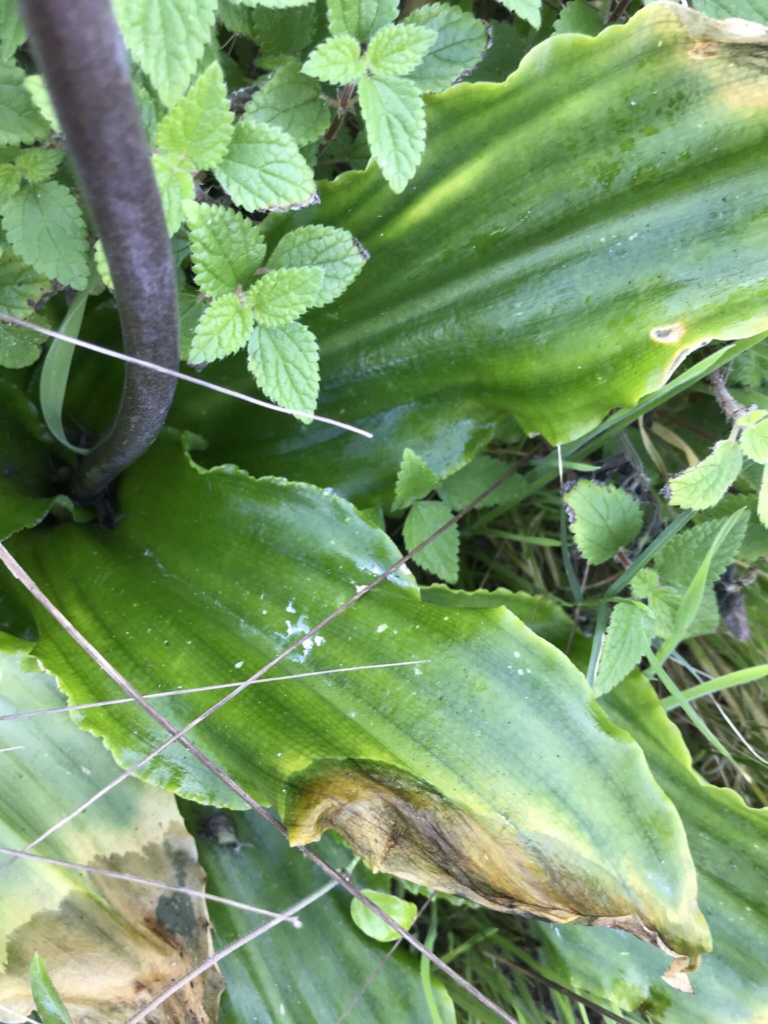 Sivun Veltheimia bracteata Harv. ex Baker kuva