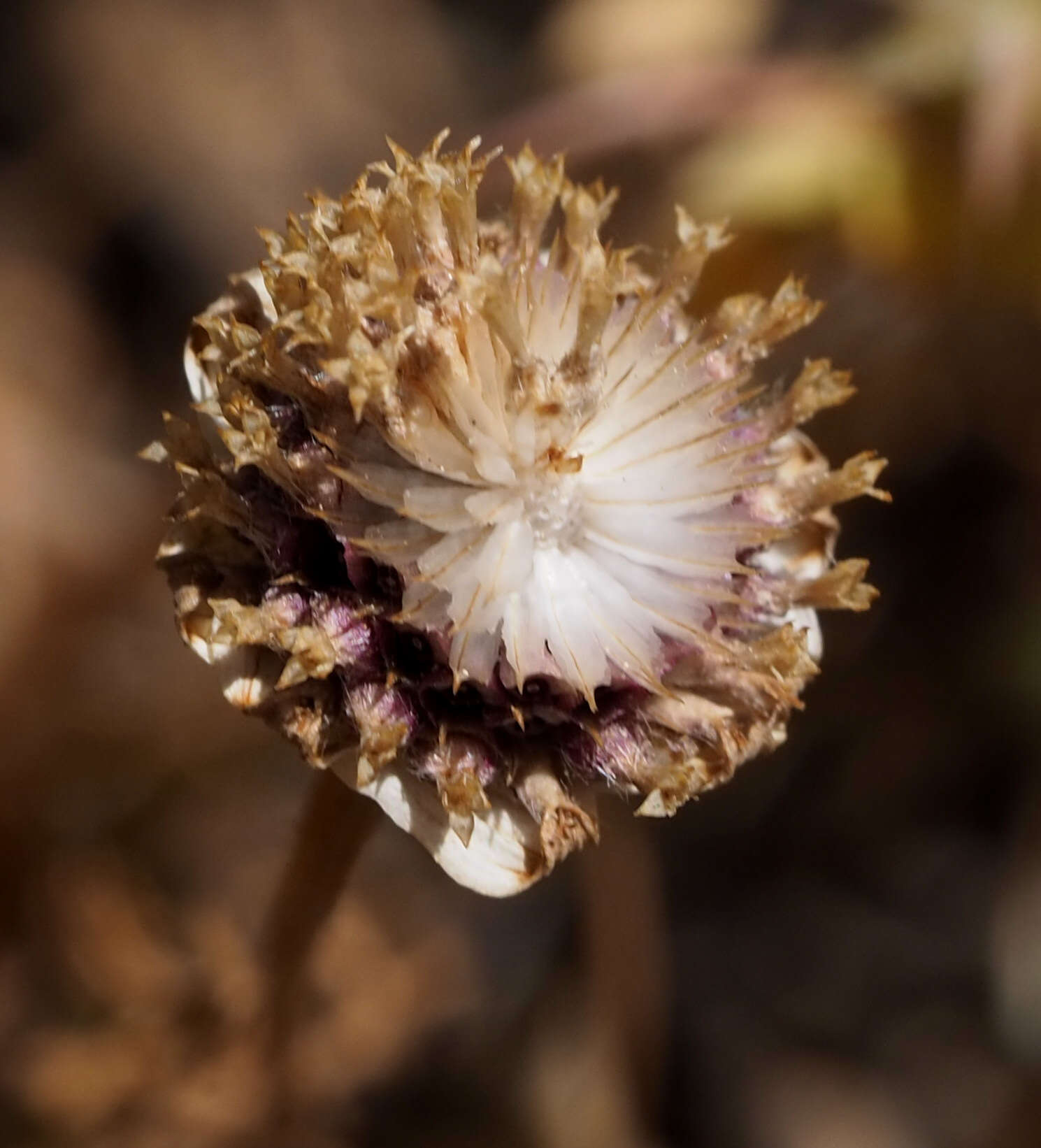 Image of Anthemis hebronica Boiss. & Kotschy