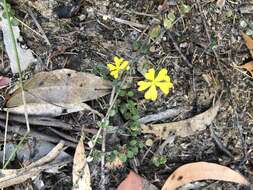 Image of Hibbertia decumbens H. R. Toelken