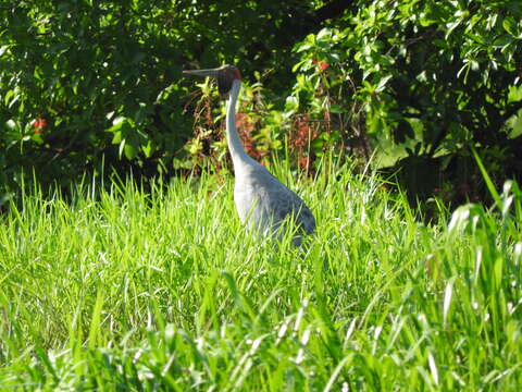 Image of Brolga