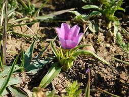 Image of Moraea barnardiella Goldblatt