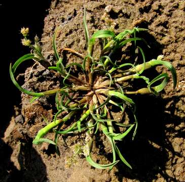 Imagem de Coleanthus