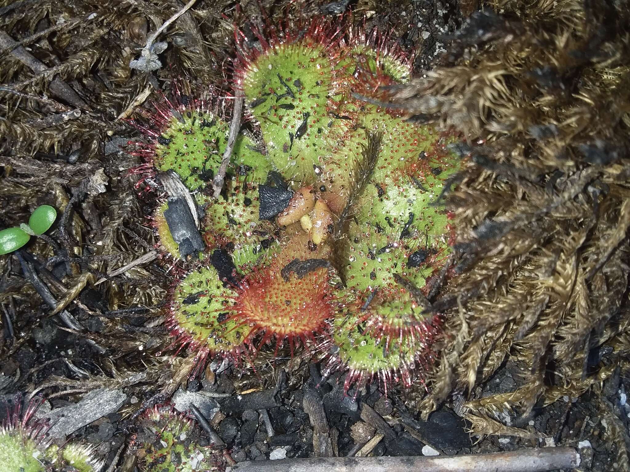 Image of Drosera cuneifolia L. fil.