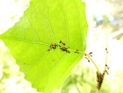 Image of Chaitophorus populicola Thomas & C. 1878