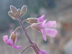 Image of beautiful rockcress