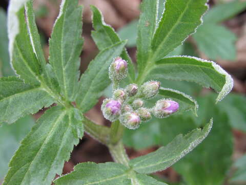 Sivun Hyaloperonospora dentariae kuva