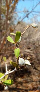 Sivun Terminalia disjuncta H. Perrier kuva